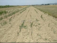 Kavajë, Banorët vuajnë mungesën e ujit vaditës: Janë tharë tokat