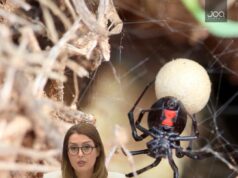 E rëndë në Rrogozhinë/ 50 vjeçari pickohet nga merimanga e zezë. Rëndë në spital!