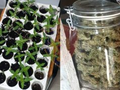 Sekuestrohen 230 fidanë kanabis, arrestohet 34-vjeçari. Në pranga dhe një i ri tjetër pasi…