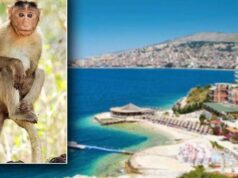 Satira e gazetarit/ Lutfi Dervishi: Intervistë me majmunin që rrahu tre policë dhe një turist grek në Sarandë!