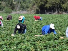 Detajet e trishta/ 20-vjeçari shqiptar që u gjet i vdekur në Itali sapo ishte bashkuar me familjen, kishte nisur punë në një fermë, por…