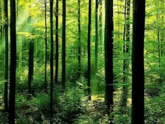 “Skandali i radhës”/ PD: Qeveria pritet t’i japë oligarkëve edhe sipërfaqet pyjore. Drejtësia të hetojë mbi këtë projekt ligësie, Kuvendi të reagojë