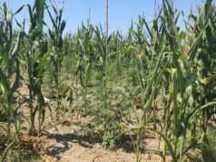 Një rresht kanabis, një rresht misër! Zbulohet parcela e pazakontë në Fier, si ishte kamufluar lënda narkotike (FOTO)