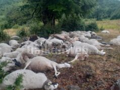 “Më goditi gjithë familjen”, rrufeja bie mbi kopenë me dele në Gramsh, ngordhin 165 krerë, çobani në lot: Më ndihmoni!