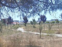 “Parku i qytetit në gjendje skandaloze”, pensionisti apel Bashkisë Kavajë: Vendosni stola, nuk kemi ku ulemi