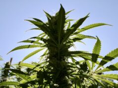 Qeveria “rikthen” kanabisin, konsultim të dytë për draft-ligjin e kultivimit për qëllime mjekësore